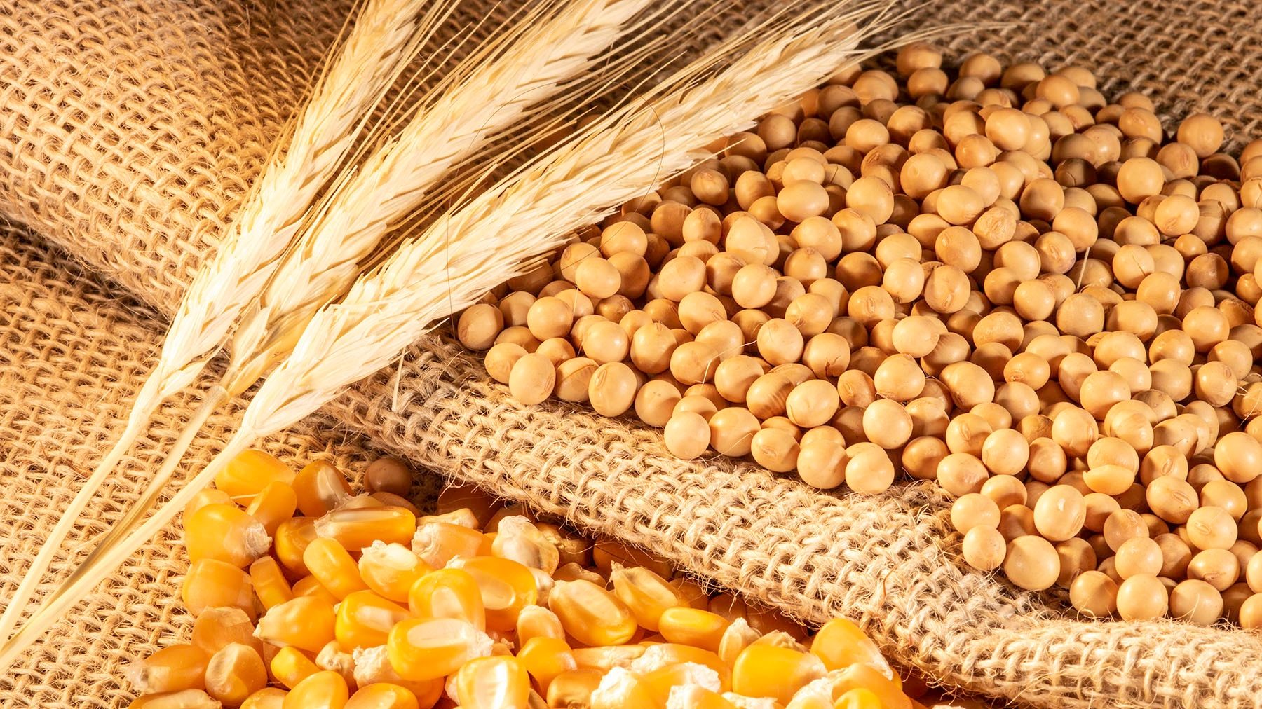 عقود القمح والذرة والصويا تنهي الأسبوع على انخفاض بنسبة 1.1٪ ،1.7٪ ،1.3% على التوالي