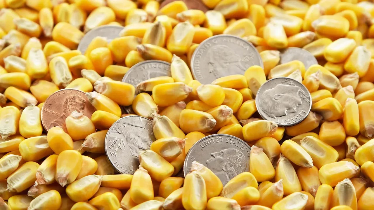 العقود الآجلة للذرة