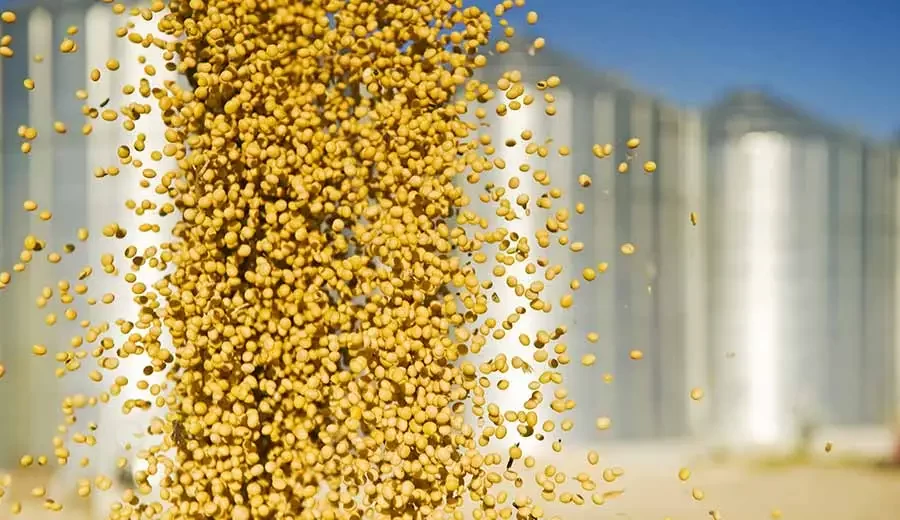 ارتفاع أسعار فول الصويا في الموانئ البرازيلية خلال آخر 35 إلى 40 يومًا