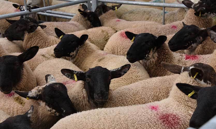 المملكة المتحدة تتطلع إلى زيادة صادرات لحوم الأبقار والأغنام إلى غانا