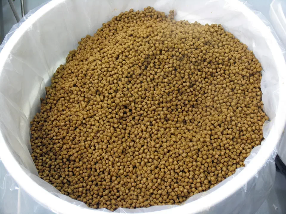 أحمد عياط لـ”قلم بيطري”: التكلفة الحقيقية لكيلو الأسماك على المُزارع 60 جنيه