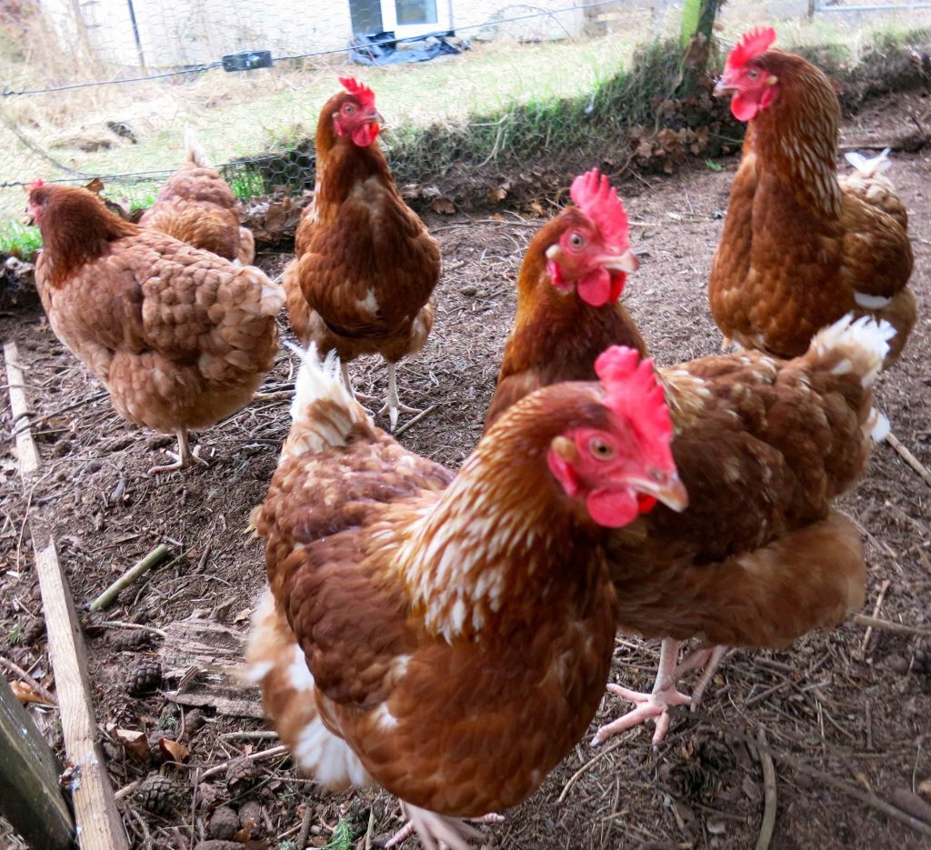 خاص| أحمد رمزي يكشف أسباب ارتفاع أسعار الدواجن الساسو عند 115 جنيه للكيلو