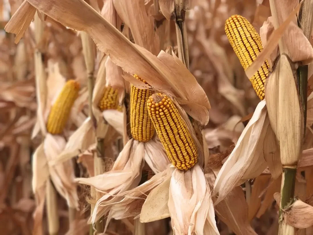 العقود الآجلة للذرة