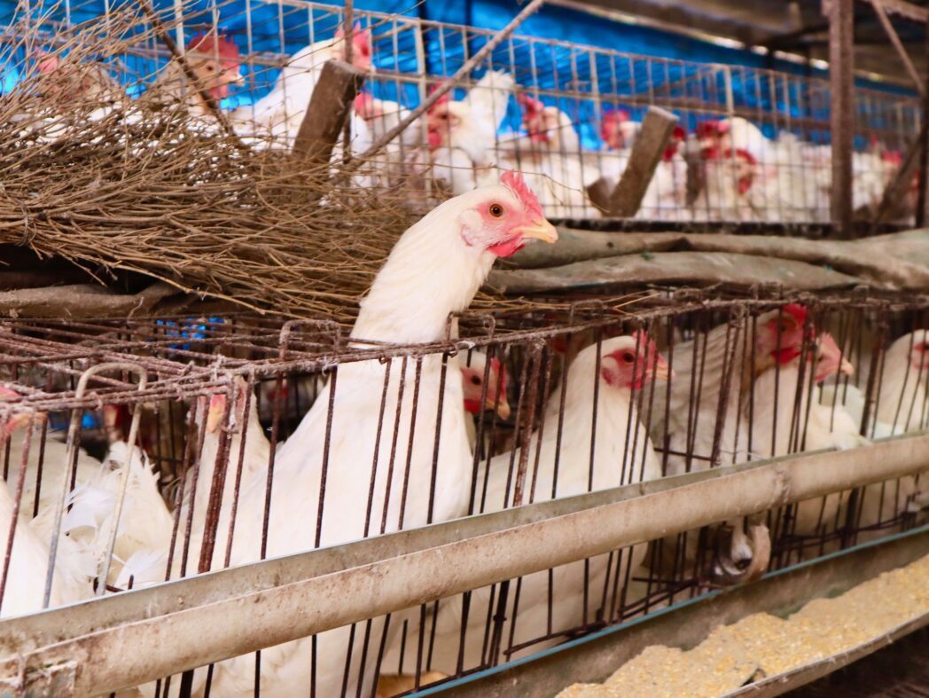 خاص| محمد عادل: أسعار الدواجن تقفز 4 جنيهات متأثرة بقلة المعروض