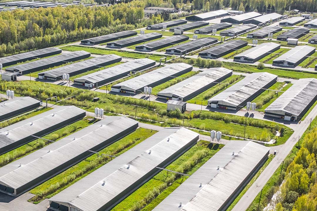 روسيا تشرع في تطبيق نظام بيطري جديد لمكافحة أنفلونزا الطيور