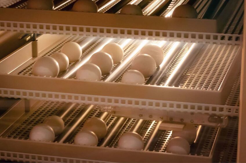 روسيا تستورد 300 ألف مليون بيضة تفريخ في عام 2023