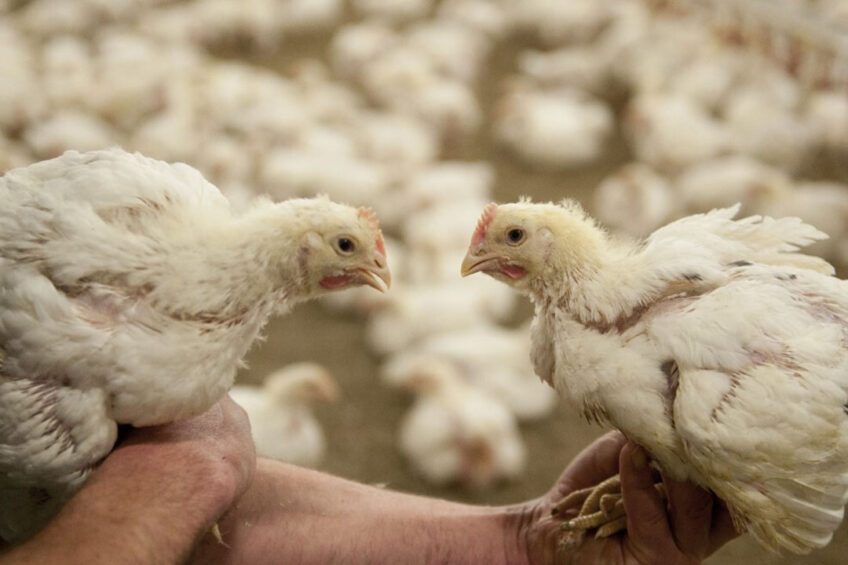 خاص| أحمد رمزي: نسب الإقبال على شراء الدواجن "مقبولة" بعكس التوقعات