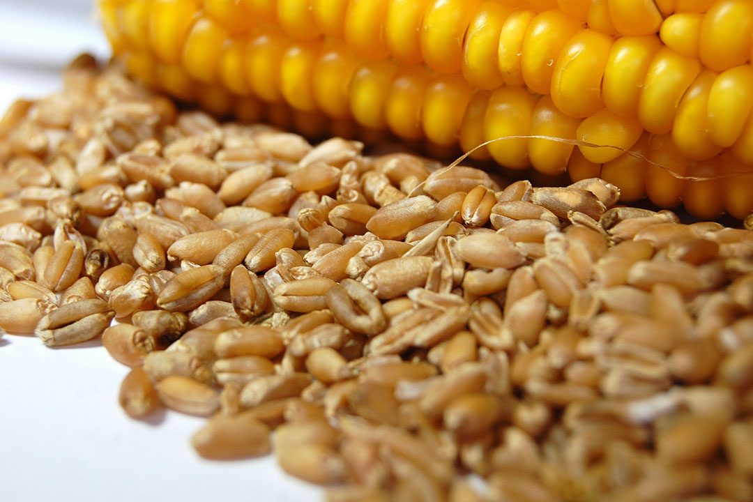 الأرجنتين تستعد لإنتاج قياسي من القمح والذرة في 2025-2026