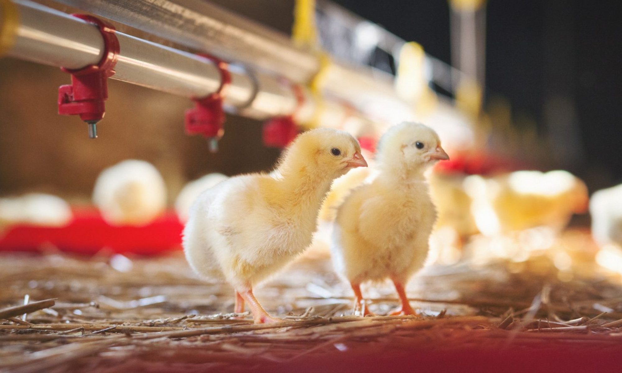 خاص| الوادي: حالة نشاط في أسواق الكتاكيت رغم انخفاض أسعار الدواجن