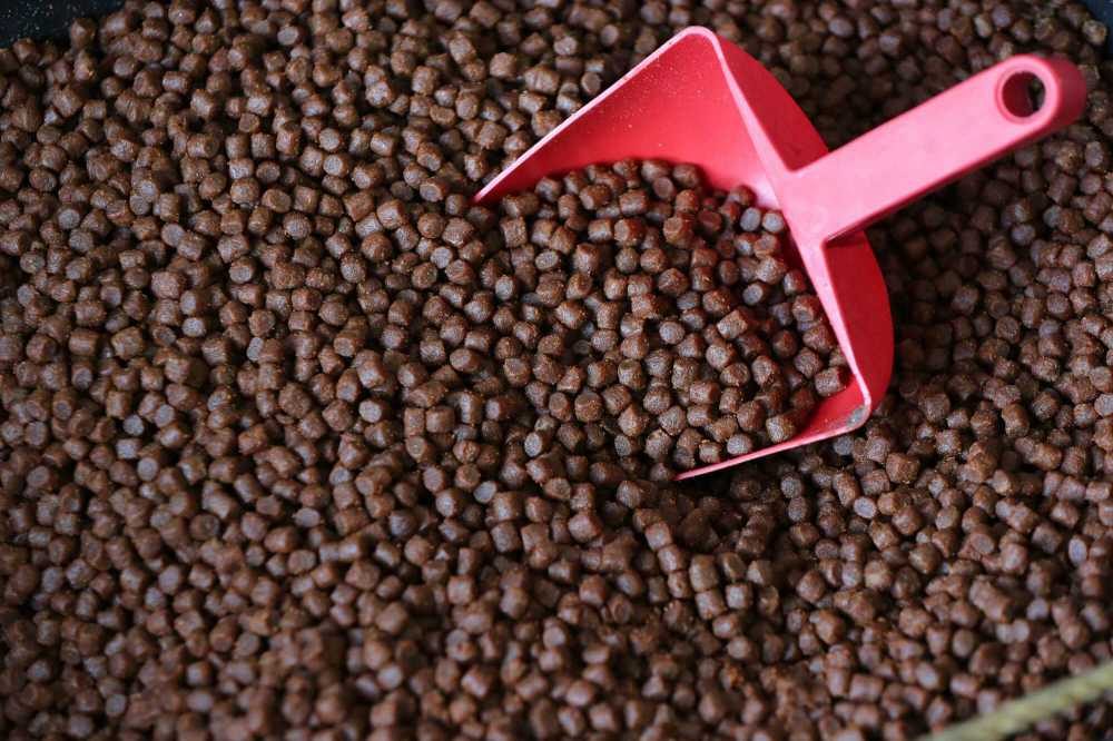 خاص| سكريتنج إيجيبت تعليقا على قرار تصدير الأعلاف دون اشتراط موافقة الزراعة: الدولة لن تسمح بوجود عجز في الأسواق المحلية