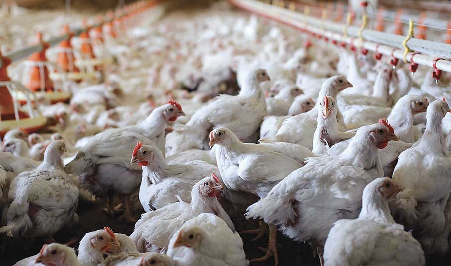 خاص| كيف اختلف الوضع في سوق الدواجن هذا العام عن الأعوام السابقة.. بورصة المنصورة توضح!