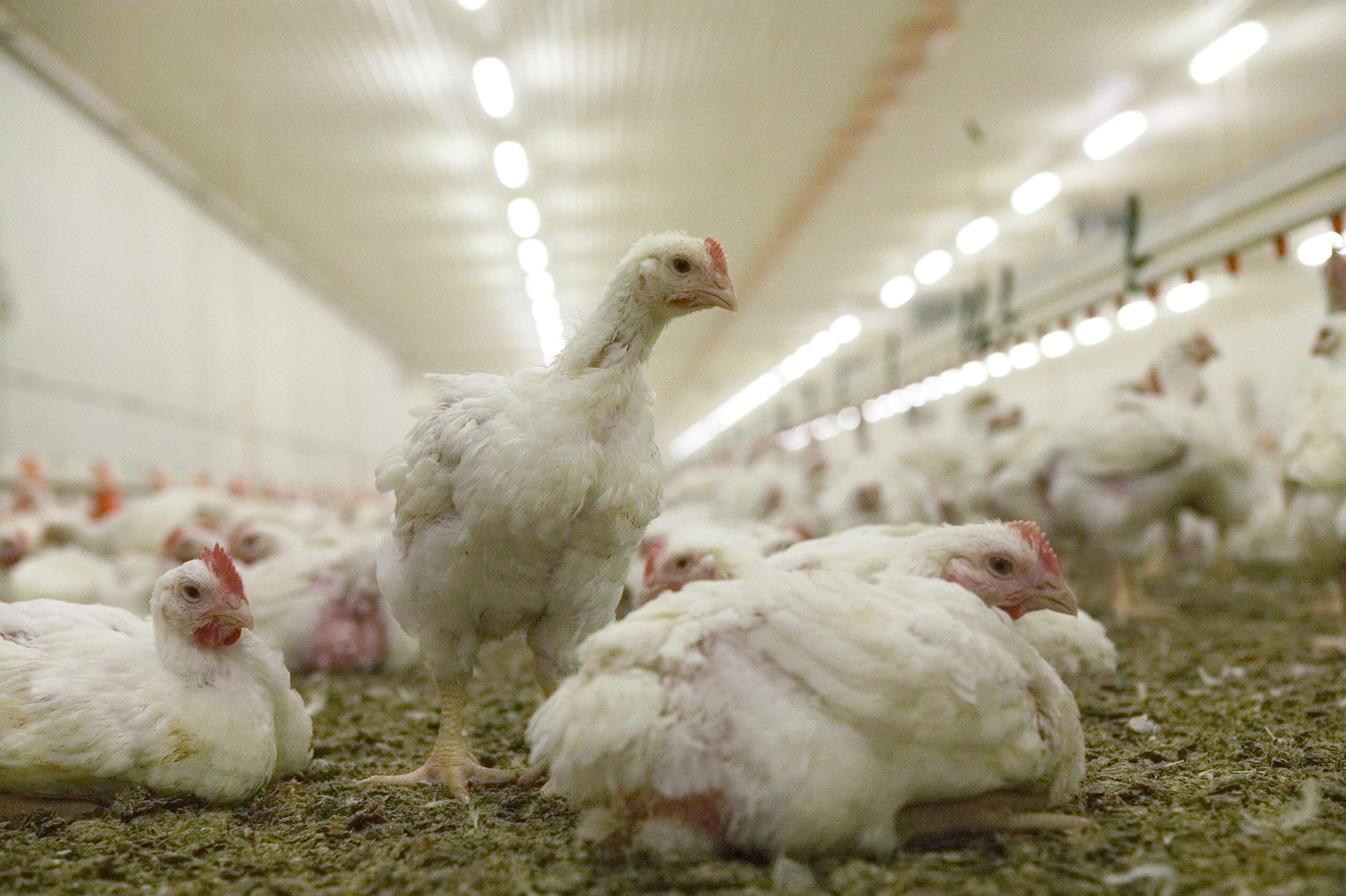 أسعار الدواجن والبيض والكتاكيت اليوم الأحد في المزارع