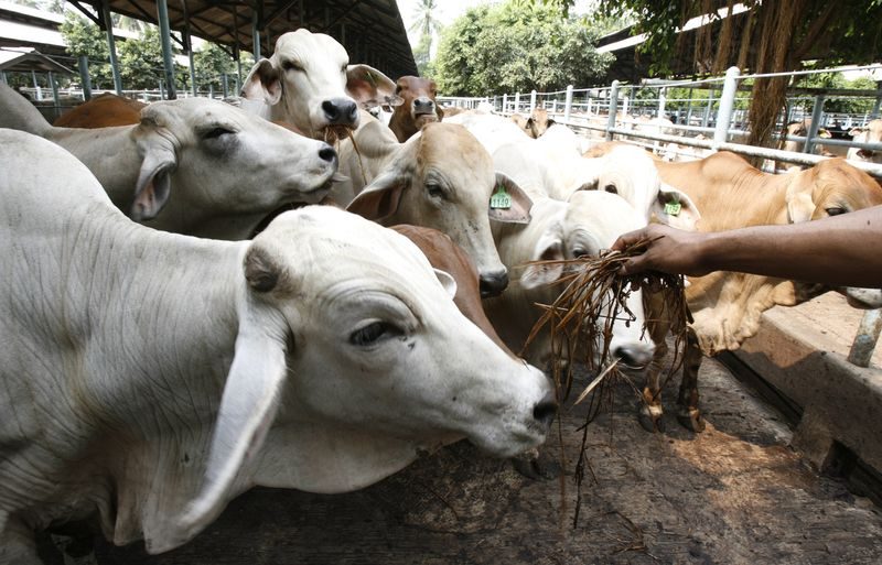 قطعان الماشية في الولايات المتحدة تنخفض ​​إلى أدنى مستوى له منذ 74 عامًا