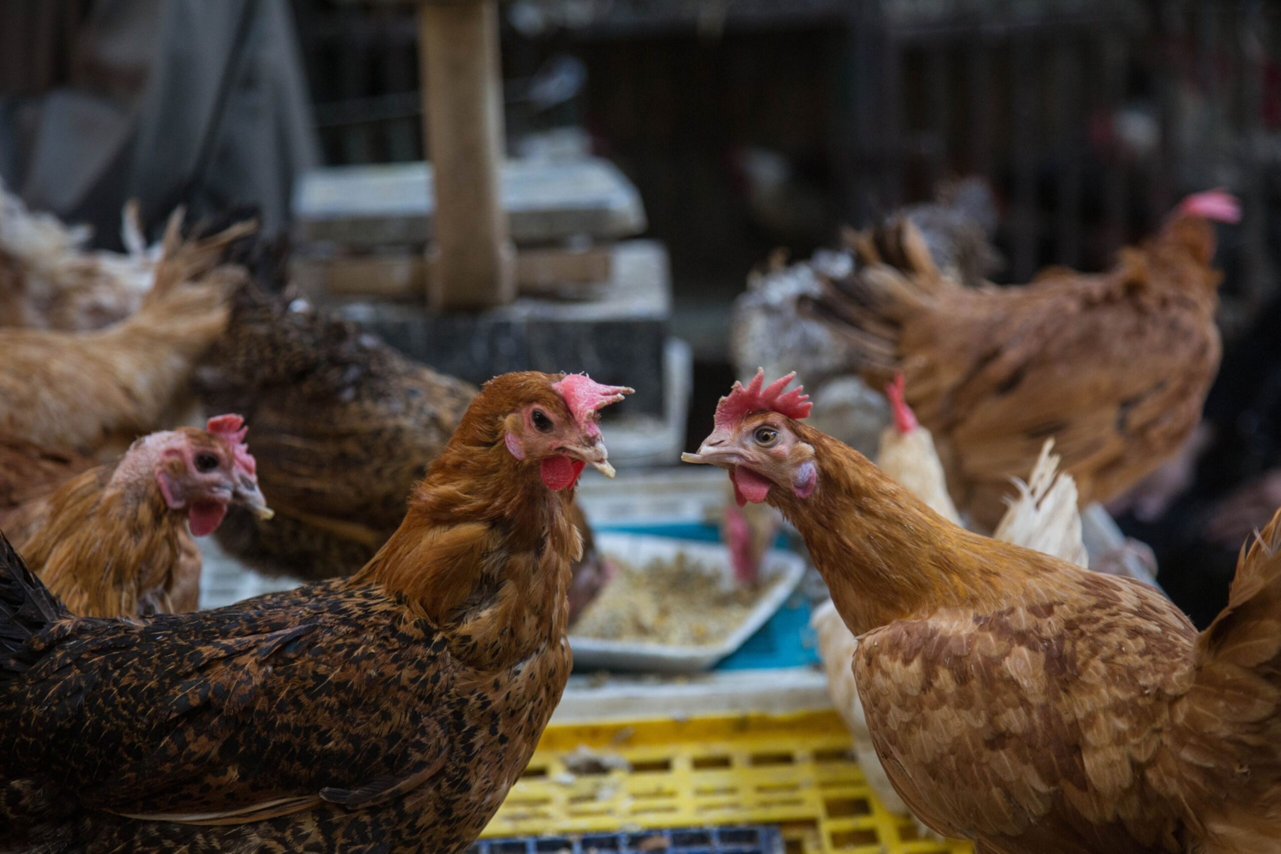 الساسو بـ100 جنيه والرزي بـ107..تراجع أسعار الدواجن اليوم الأربعاء بالمزارع