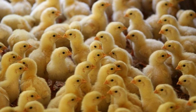 خاص| ماذا يحدث في سوق الكتاكيت بعد تراجع أسعار الاعلاف.. أحمد مطاوع يُجيب!