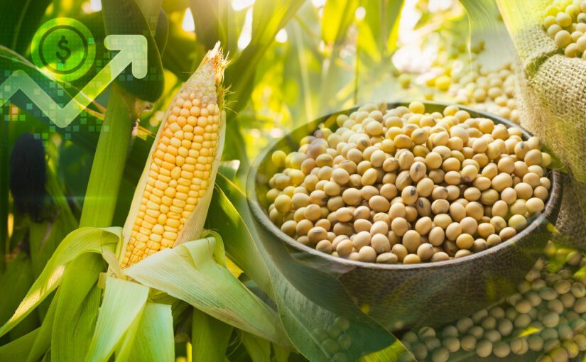 خاص| بدرة تريدنج: الذرة والصويا مستمرة في الهبوط وستصعد في هذه الحالة