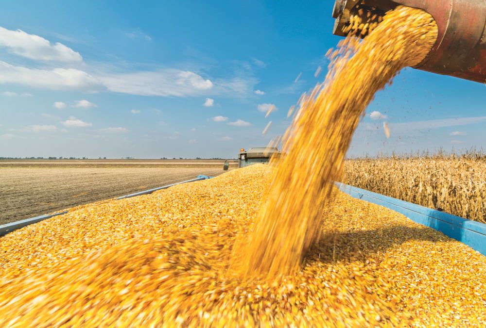 تركيا تخفض إنتاج الحبوب الرئيسية.. وروسيا تحصد 135 مليون طن من المحاصيل هذا العام