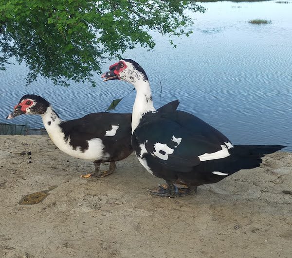 أستاذ تربية لـ"قلم بيطري": القيمة الغذائية في البط غير موجودة بباقي أنواع الطيور