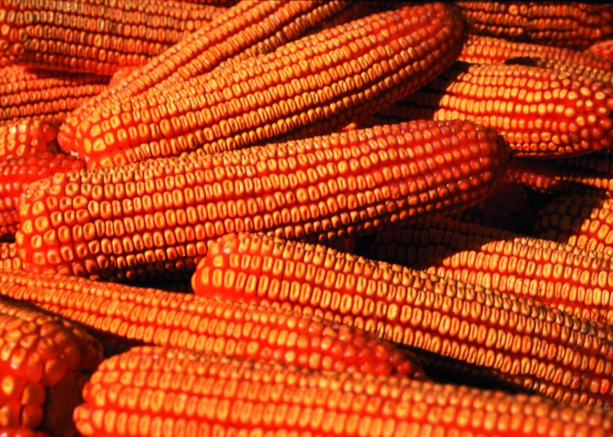 واردات كندا من الذرة الأمريكية تسجل 6.05 مليون طن خلال الموسم الجاري