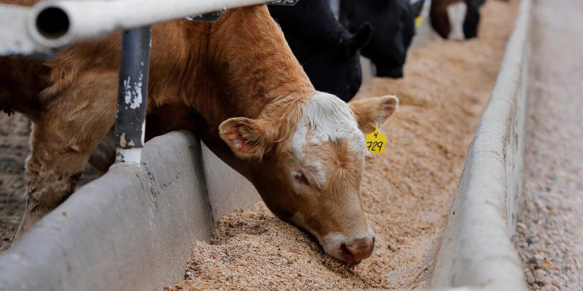 قائمة أسعار شركات أعلاف المواشي اليوم الأحد 13 يوليو في السوق المصري