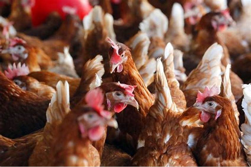 خاص| أحمد رمزي يكشف أسباب ارتفاع أسعار الدواجن الساسو عند 115 جنيه للكيلو