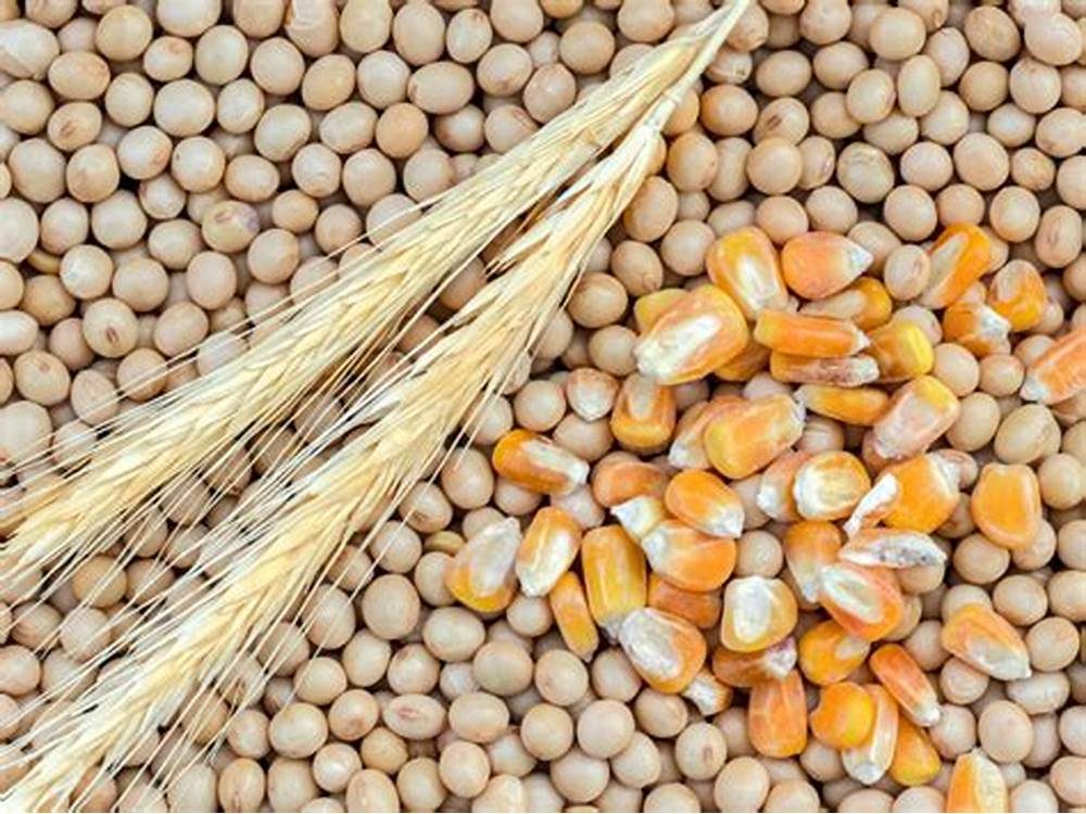 اتحاد الحبوب الروسي يؤكد: صقيع مايو لن يؤثر على صادرات الحبوب