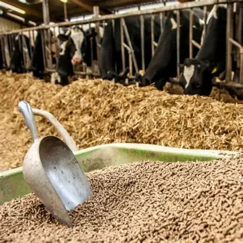 استقرار أسعار أعلاف المواشي اليوم الثلاثاء 29 يوليو 2025