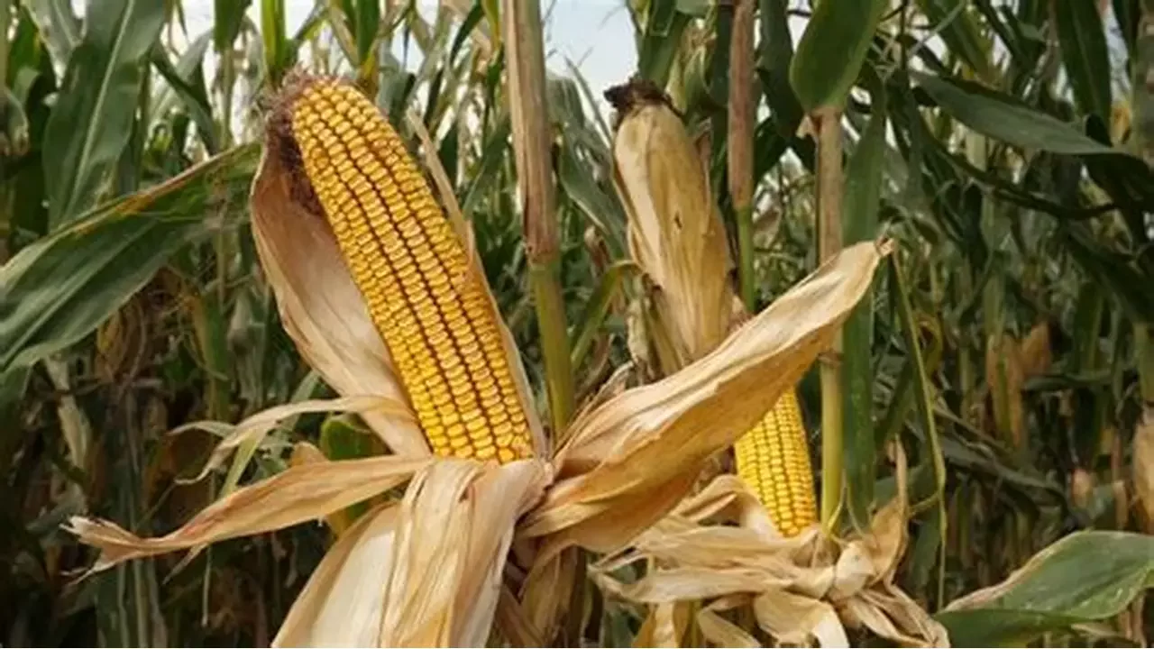 فرنسا تحصد 37٪ من محصول الذرة