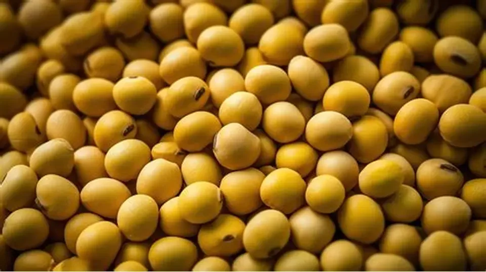 فول الصويا تحافظ على استقرارها اليوم الخميس وتحقق مكاسب طفيفة