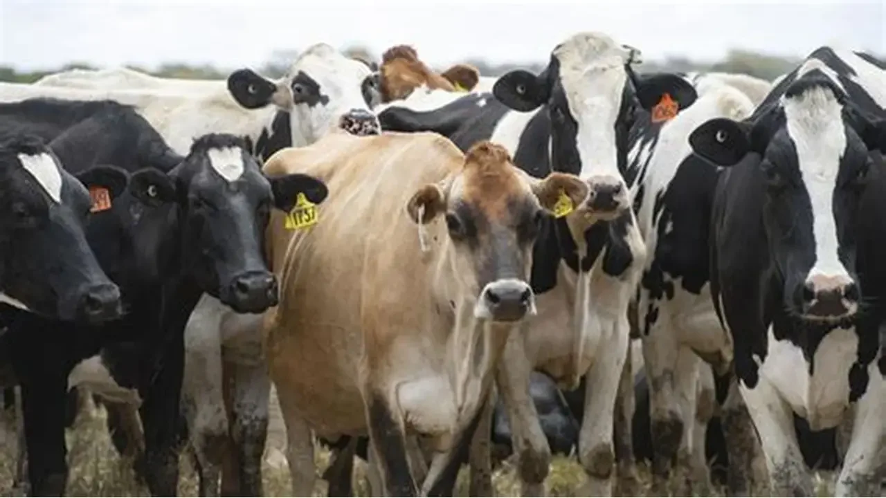 أعداد الأبقار في الولايات المتحدة تنخفض إلى أدنى مستوى لها منذ 75 عاماً
