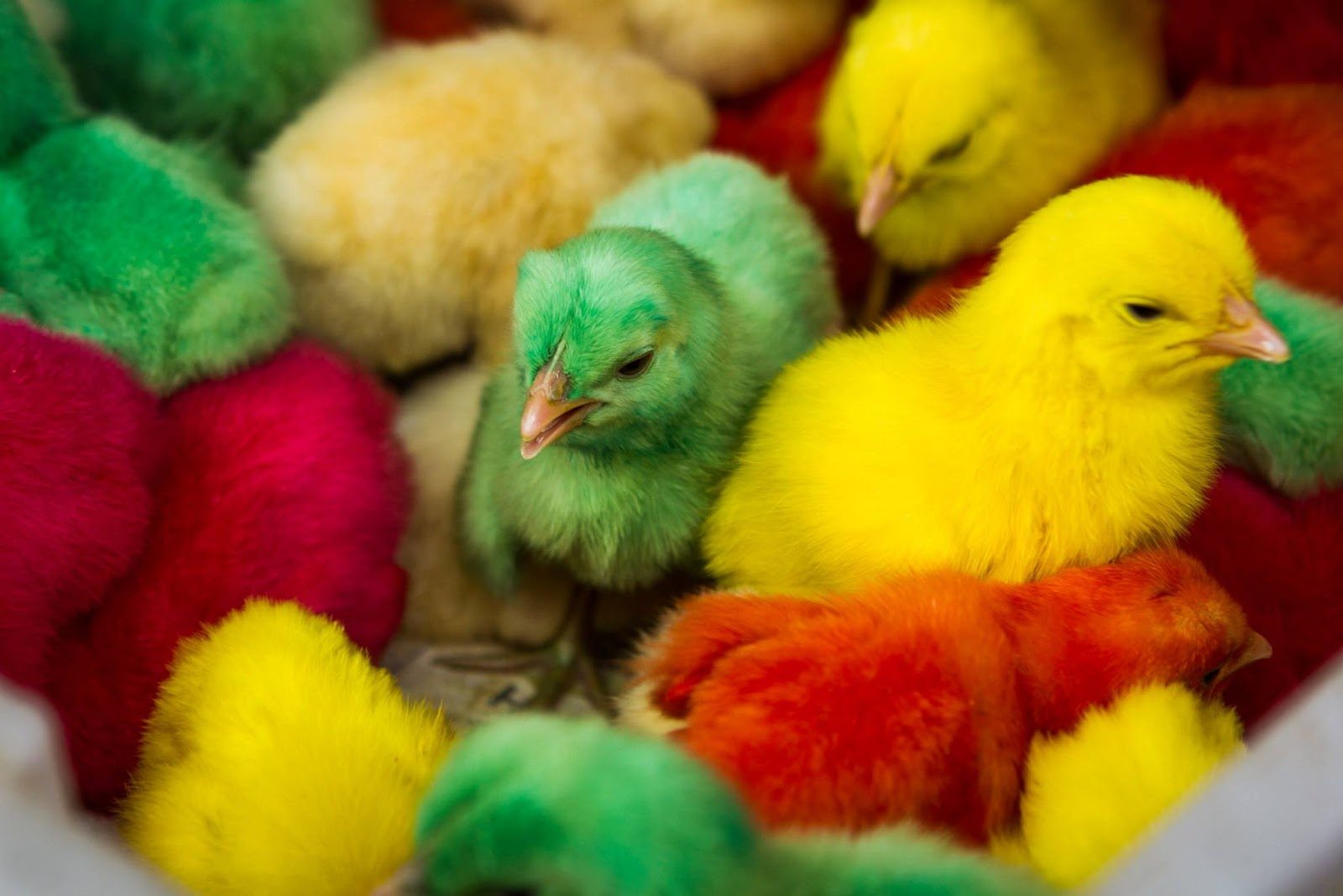 خاص| عبد السلام حجازي يكشف أسباب ارتفاع أسعار الكتاكيت في الاسواق