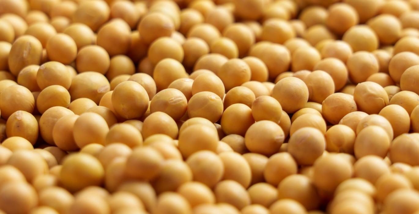 بورصة الحبوب| عقود فول الصويا تغلق تداولات الثلاثاء على انخفاض