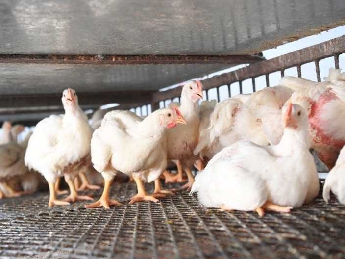 أسعار الدواجن والبيض والكتاكيت في بورصة السلع اليوم الأربعاء