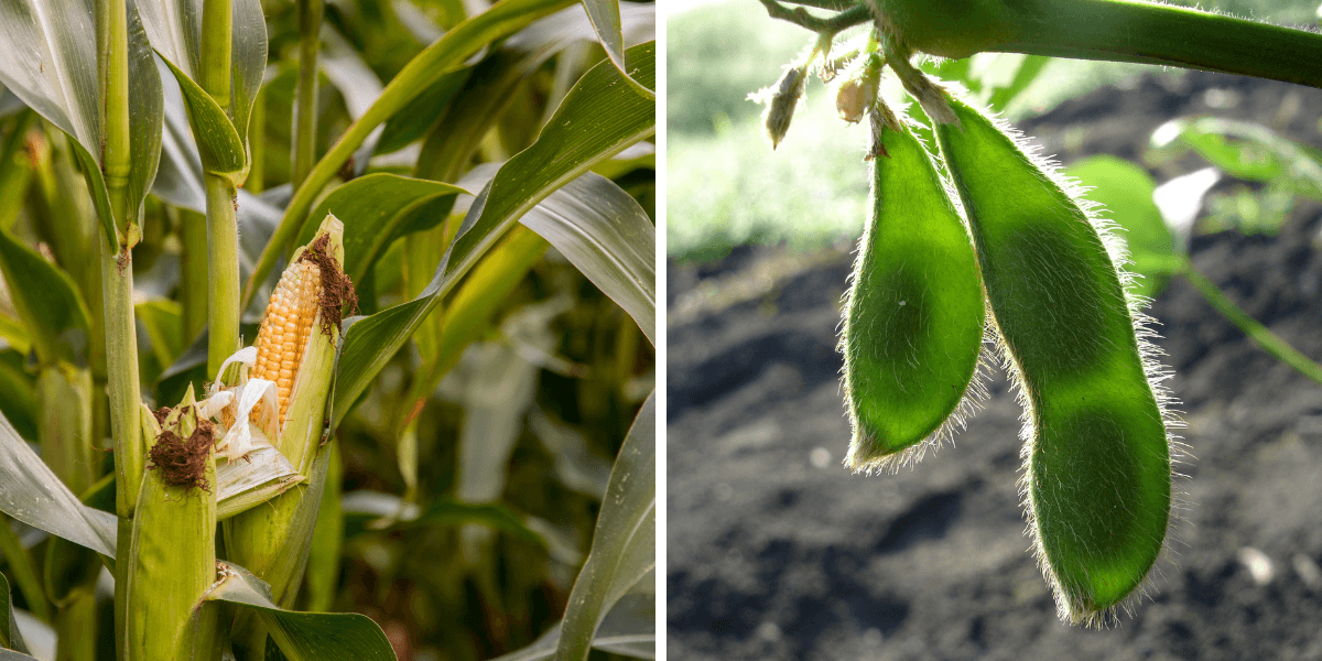 كوناب: زراعة 18.3% من الذرة و 1.5% فول الصويا في البرازيل موسم 2023/24