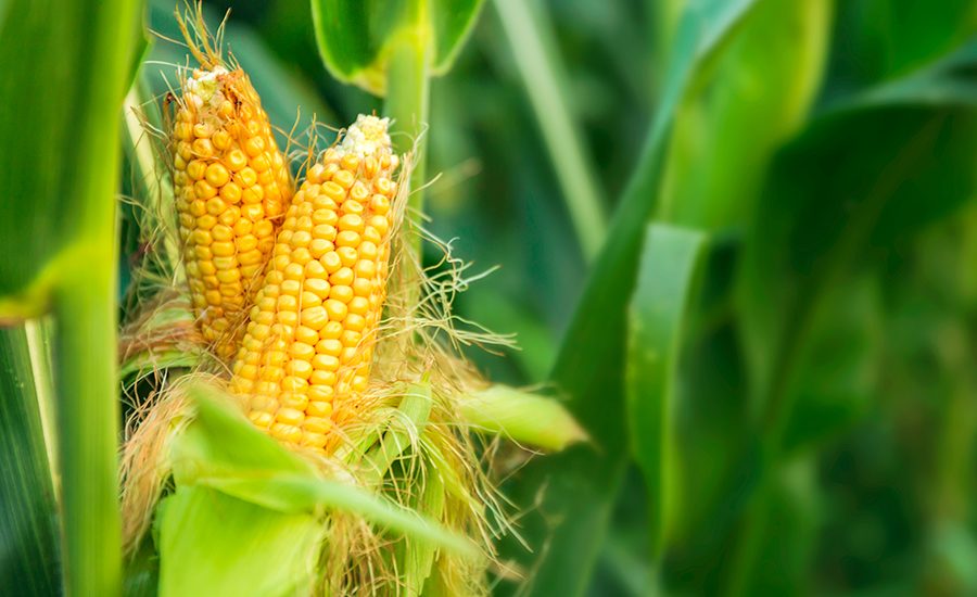 الحكومة الأمريكية تدعو لإجراء مشاورات مع المكسيك بشأن قيود الذرة المعدلة وراثيًا