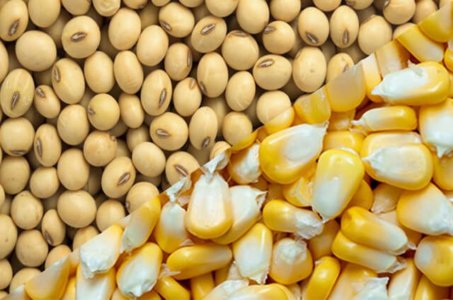 البرازيل ترفع توقعاتها لصادرات فول الصويا وكسب الصويا وتثبت الذرة في أبريل