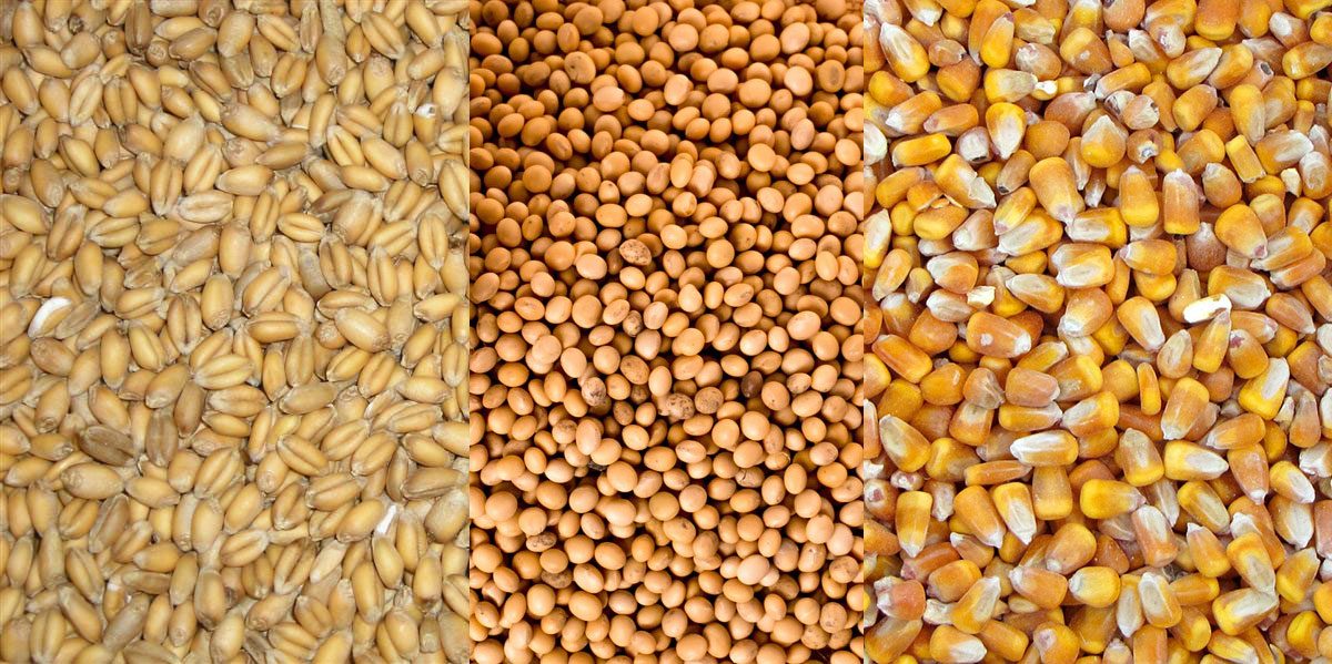 روسيا تزيد حصتها من صادرات الحبوب بمقدار 5 ملايين طن