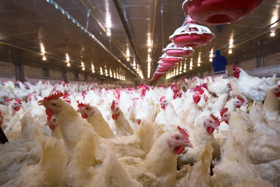 أسعار الدواجن والبيض والكتاكيت اليوم الأحد بالمزارع