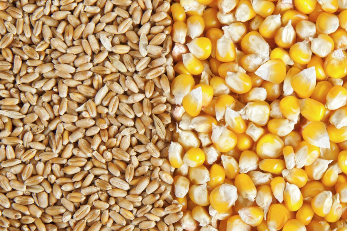 كندا تخفض واردات الذرة وسط توقعات بزيادة إنتاج الحبوب في موسم 2024-2025