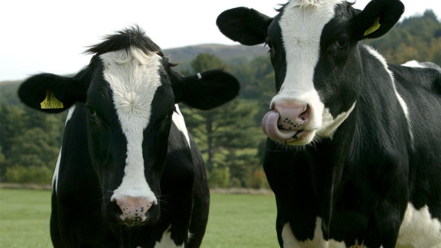 الحمى القلاعية