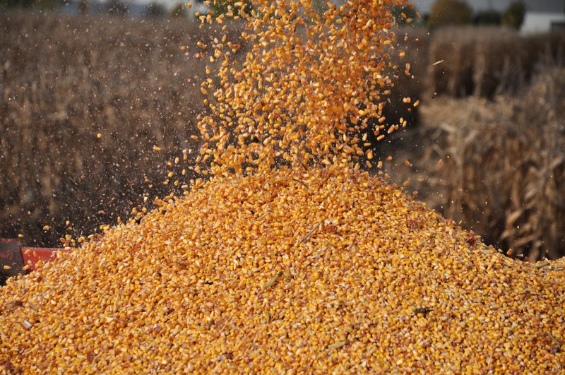 فرانس أجري مير: اكتمال حصاد الذرة الفرنسية بنسبة 90%