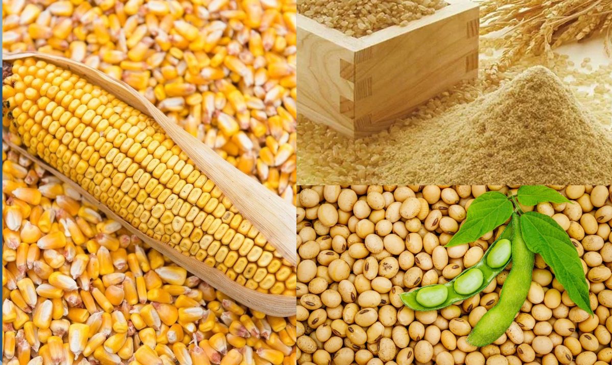 الأرجنتين تحافظ على توقعاتها لحصاد فول الصويا والذرة عند 47 مليون طن و61 مليون طن على التوالي