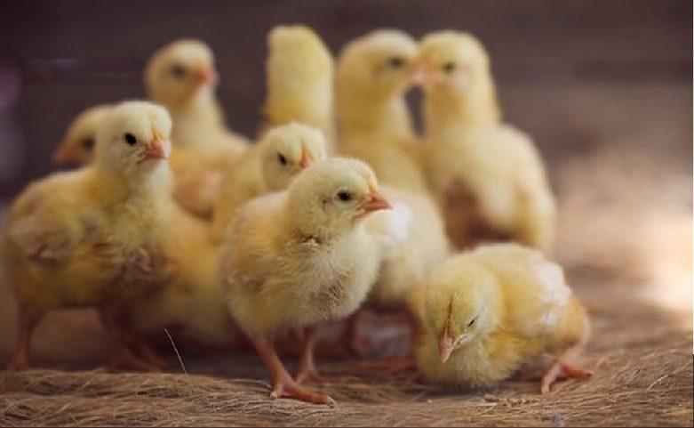 تباين في أسعار الكتاكيت اليوم بالشركات.. والوادي تسجل 16.5 جنيها للكتكوت