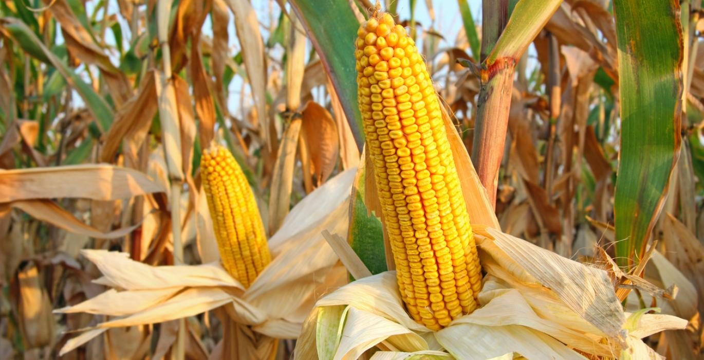 ارتفاع عقود الذرة عند إغلاق جلسة الأربعاء بعد تخفيف التعريفات الجمركية