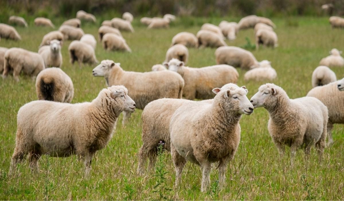 السعودية| شروط وخطوات الحصول على قرض دعم المواشي