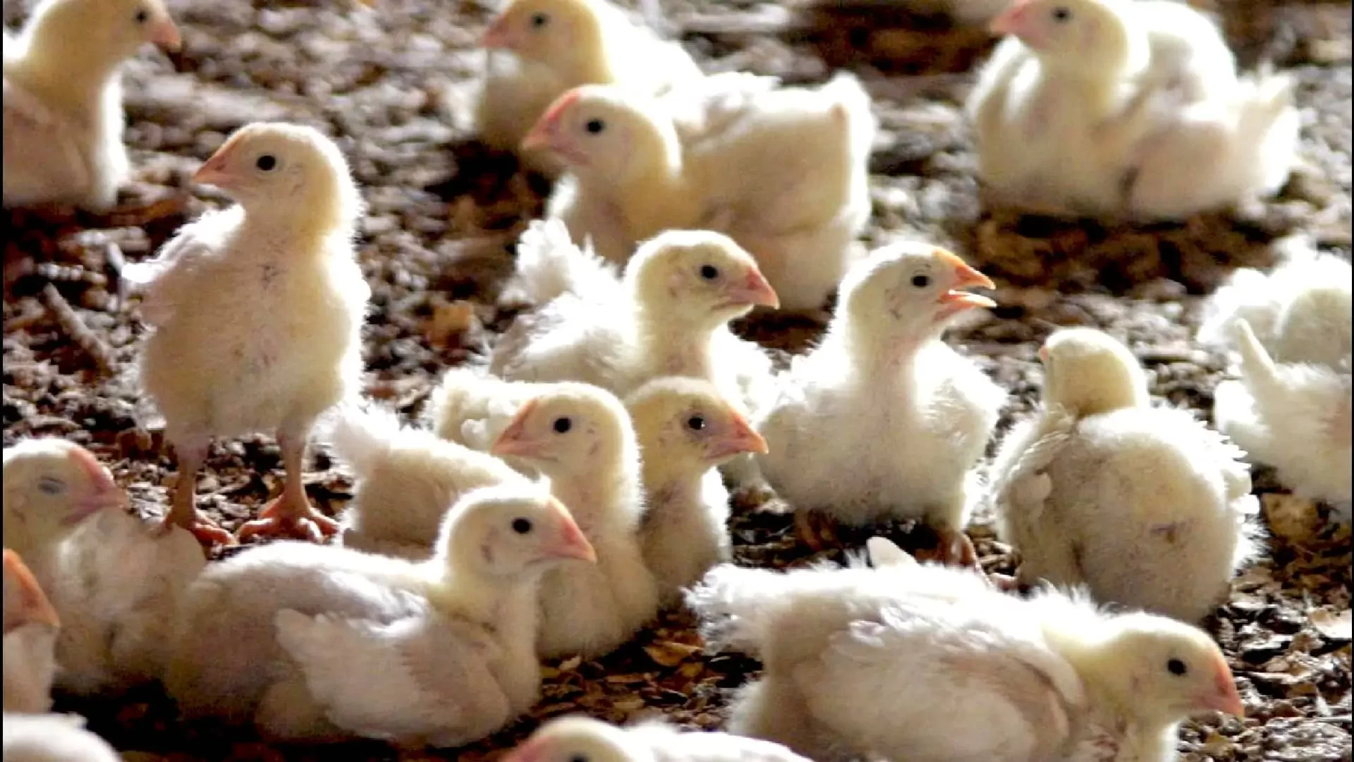 خاص| عن ارتفاع سعر الكتكوت.. المنصورة للكتاكيت تكشف الوضع بالسوق المحلي