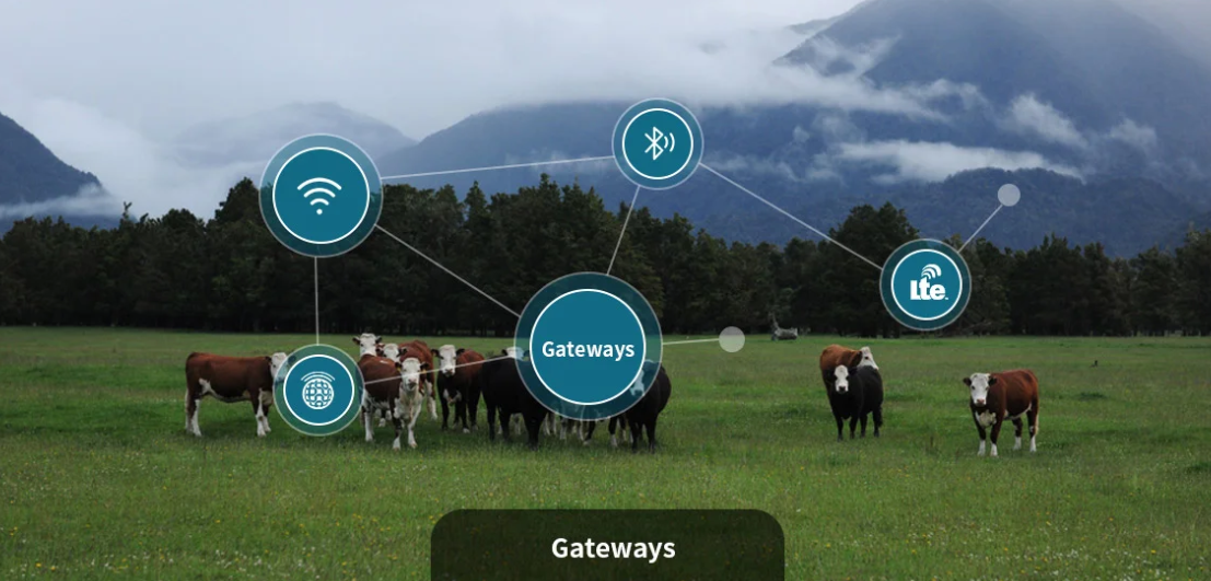 «المزارع الذكية وخاصية 5G » لإدارة الثروة الحيوانية لـ تحسين الإنتاجية ورصد الأمراض