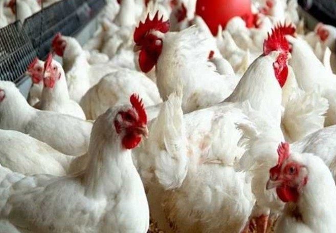 تراجع أسعار الدواجن اليوم الأحد 26 فبراير 2023.