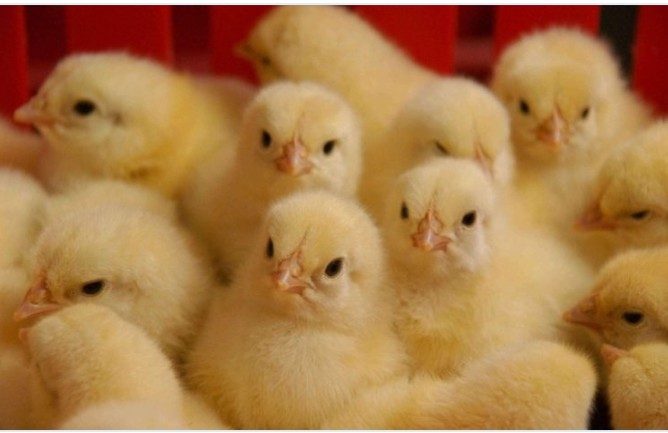 دكتور أحمد نبيل يصرح ل "قلم بيطري الفراخ المستوردة سبب نزول سعر الكتكوت