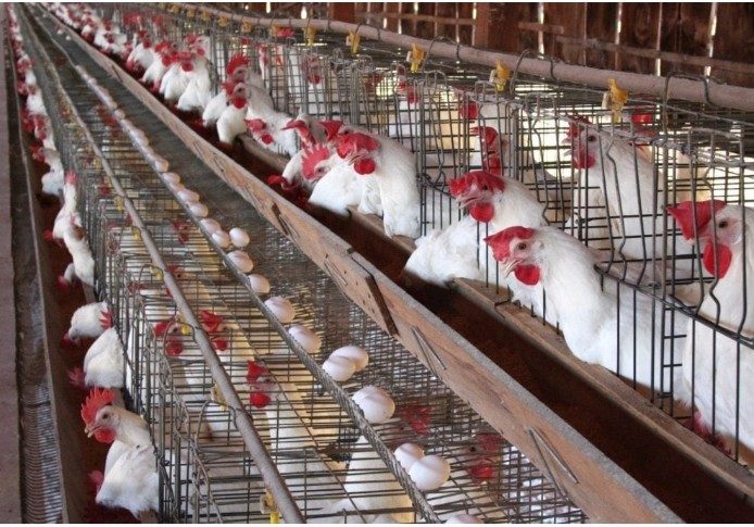 ارتفاع جديد في سعر الدواجن اليوم الأحد 19فبراير 2023